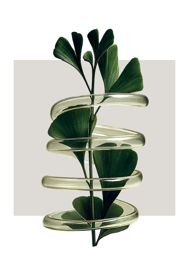 Foglie di ginkgo stilizzate avvolte da una spirale traslucida, su sfondo neutro.